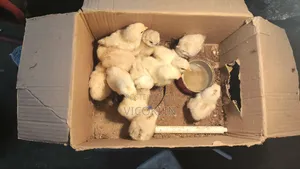 Silkies Exotic Chicken Chicks