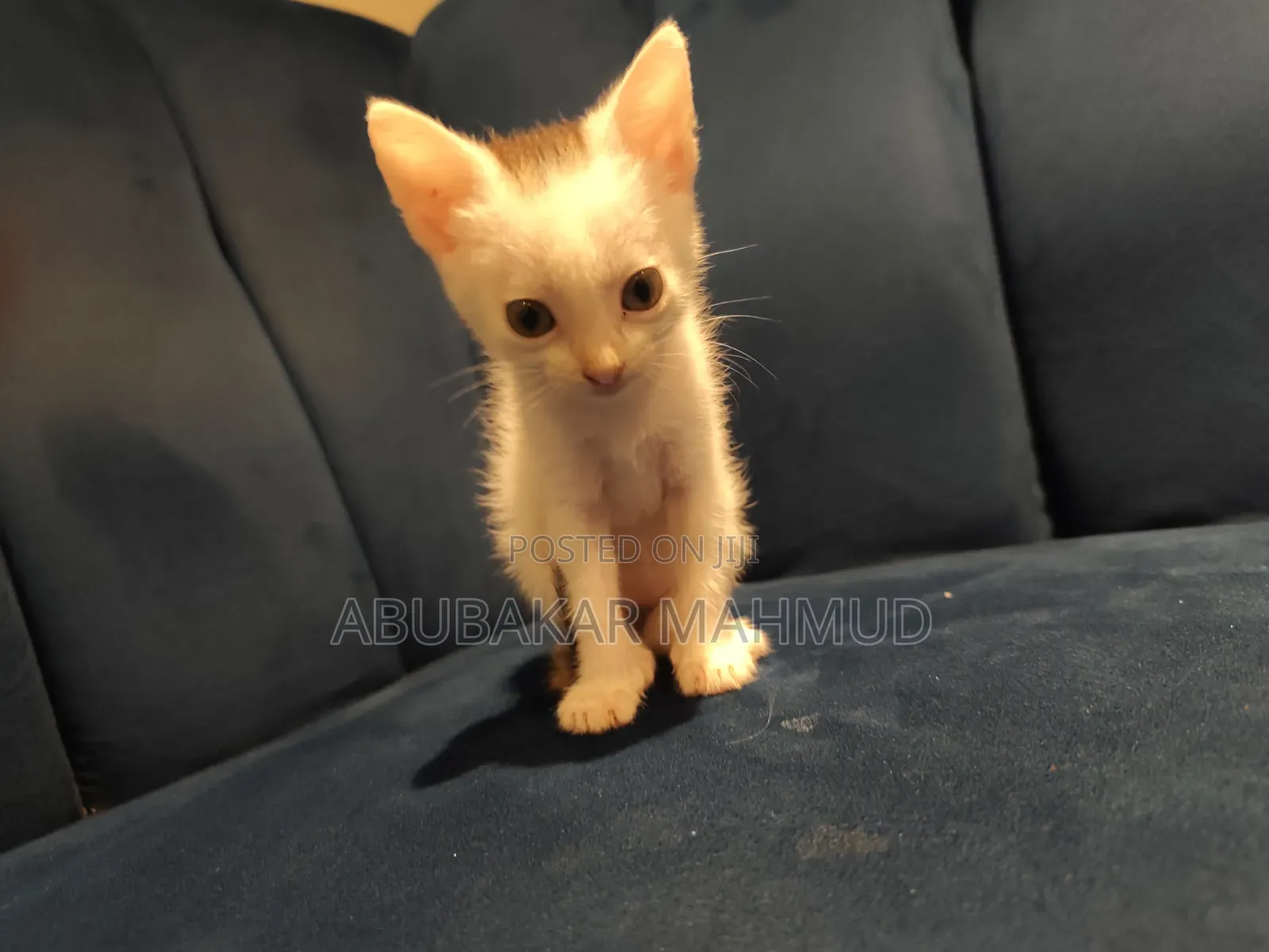 1-3 months Female Mixed Breed Tabby