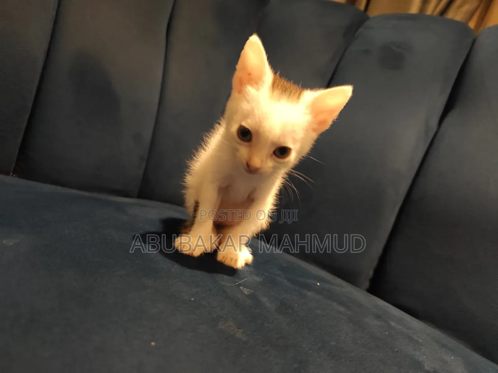 1-3 months Female Mixed Breed Tabby