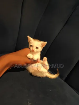1-3 months Female Mixed Breed Tabby
