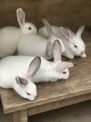 Health Grower Rabbits