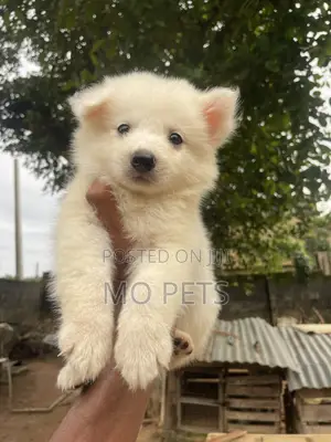 1-3 months Male Purebred American Eskimo
