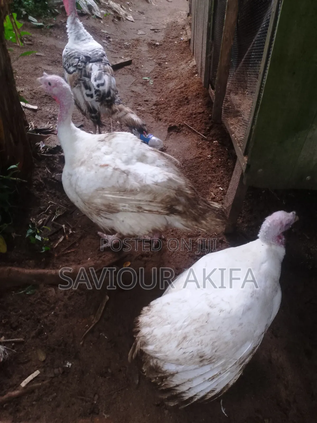 Foreign Turkey