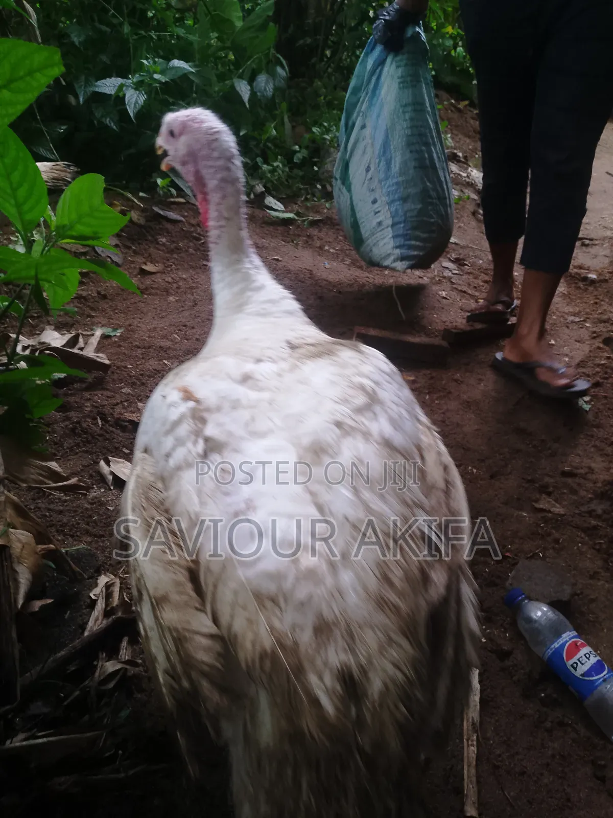 Foreign Turkey