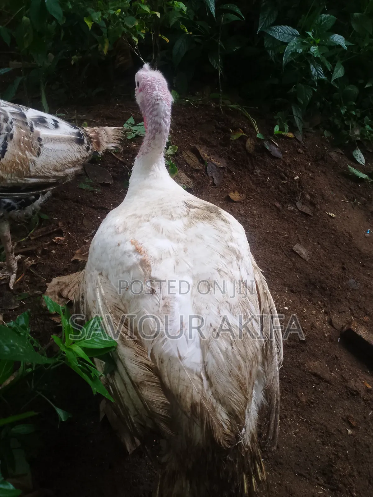 Foreign Turkey