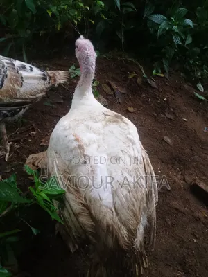 Foreign Turkey