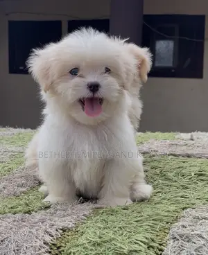 1-3 months Female Purebred Lhasa Apso