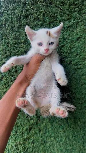 1-3 months Female Purebred American Shorthair
