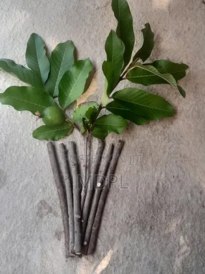 Guava, Soursop and Neem Chewing Sticks