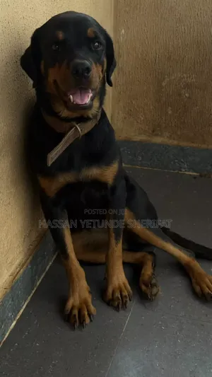1+ year Female Purebred Rottweiler