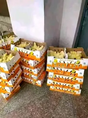 Day Old Chicks