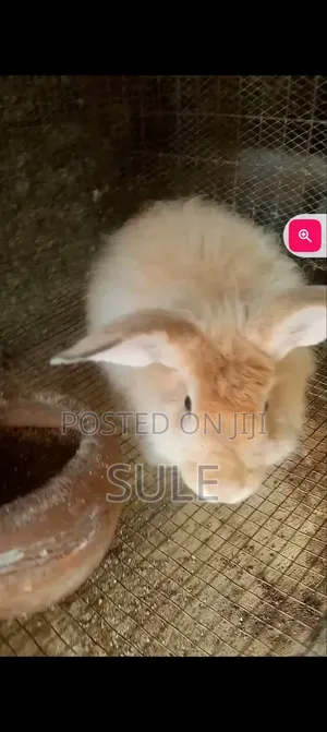 Angora Rabbit All Male and Mature