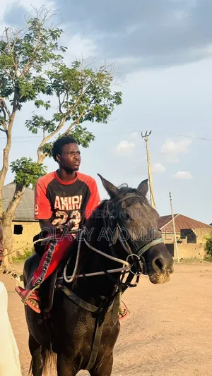 A Female Sudanese Horse for Sell