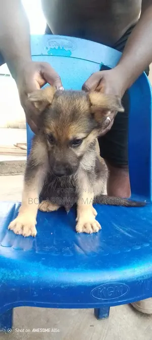 1+ year Male Purebred German Shepherd