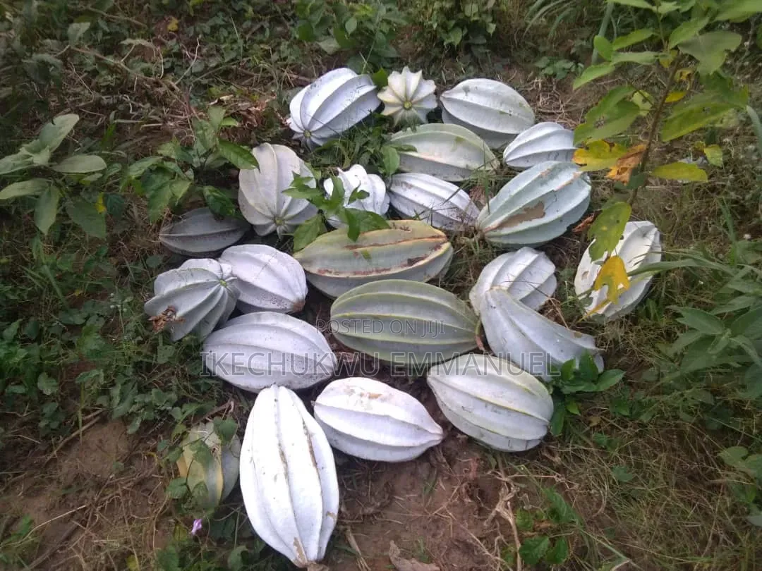 Seed and Fatilizer