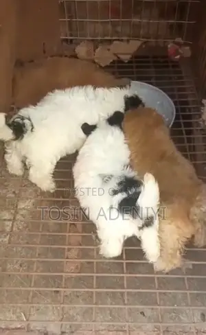 1-3 months Female Purebred Lhasa Apso