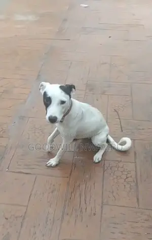 6-12 months Female Purebred Bull Terrier