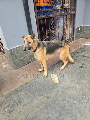 1+ year Female Purebred German Shepherd