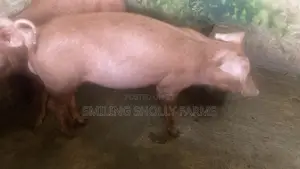 Duroc Male Grower
