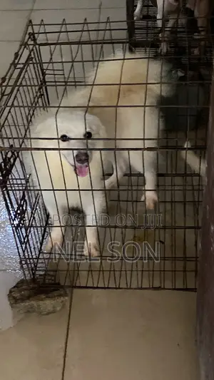 1+ year Male Purebred American Eskimo