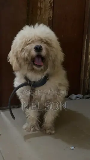 6-12 months Male Purebred Lhasa Apso
