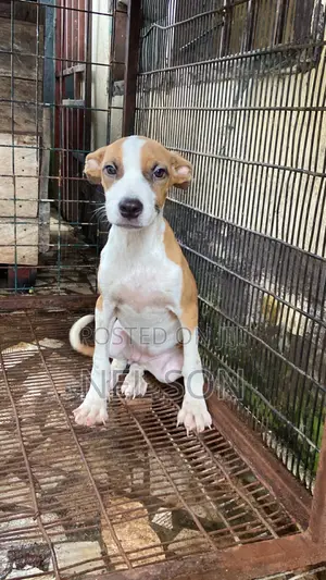 1-3 months Female Purebred American Pit Bull Terrier