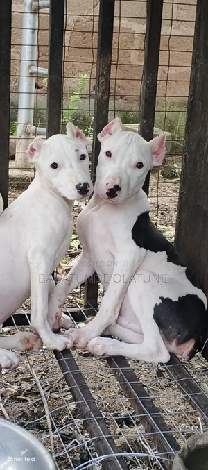 1-3 months Female Purebred American Pit Bull Terrier