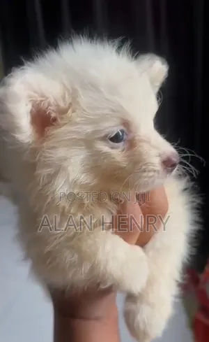 1-3 months Female Purebred American Eskimo