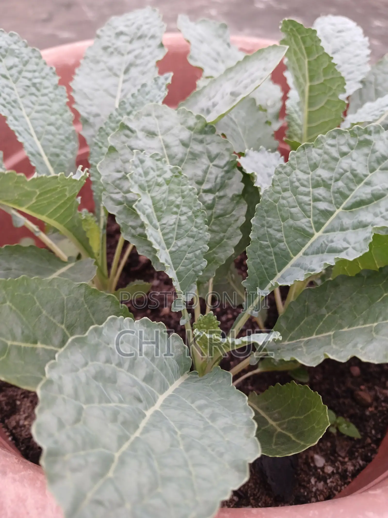 7 Choice Seedlings Vegetables and Herbs