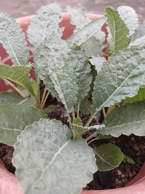 7 Choice Seedlings Vegetables and Herbs