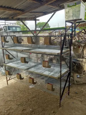 Rabbit Cage