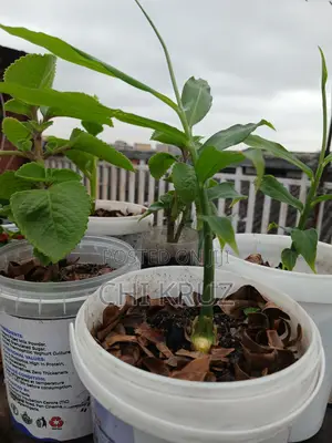 7 Choice Seedlings Vegetables and Herbs