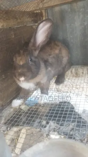 Rabbit for Sales
