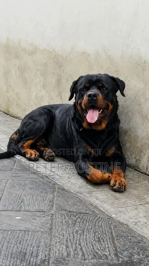 1+ year Male Purebred Rottweiler