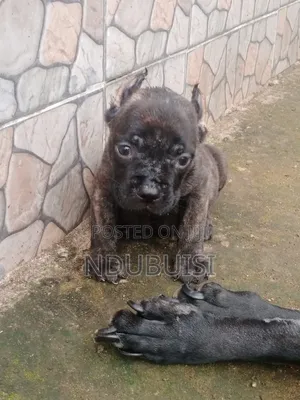 1-3 months Male Purebred Cane Corso