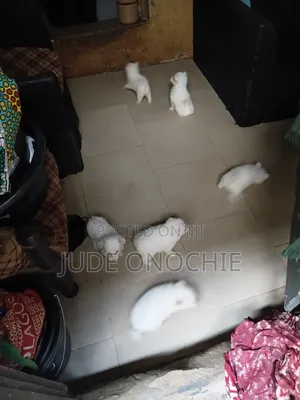 1-3 months Male Purebred American Eskimo