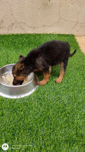 1-3 months Female Purebred German Shepherd