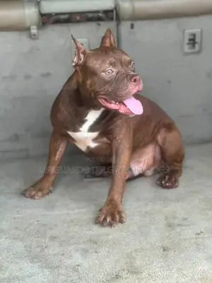 6-12 months Male Purebred American Bully