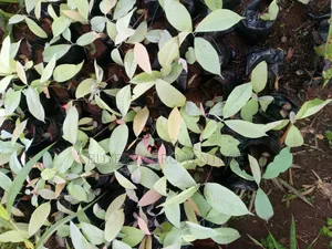 Ogbono Trees