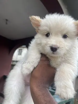 1-3 months Male Purebred American Eskimo