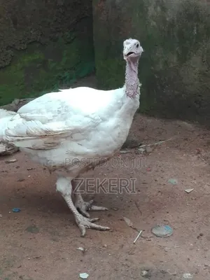 Healthy 4-Month-Old Agric Turkey for Sale-Big and Well Raised.