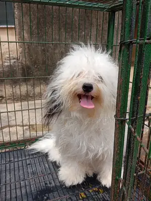 6-12 months Female Purebred Lhasa Apso