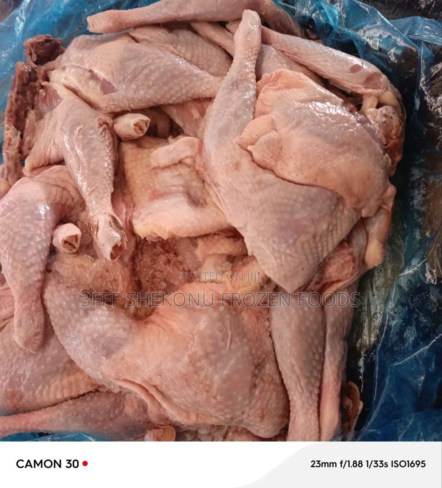 Normal Chicken Lap