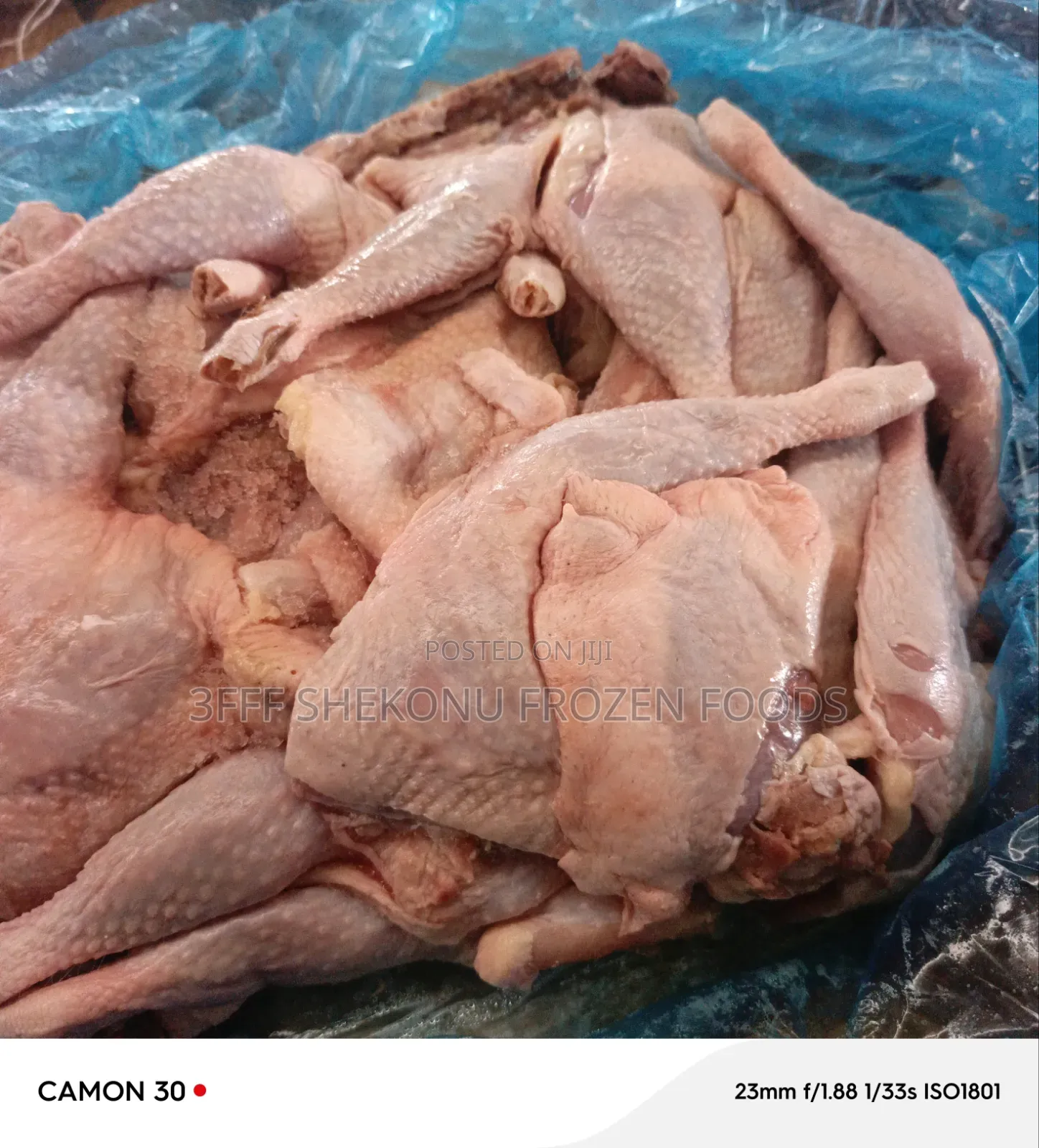 Normal Chicken Lap