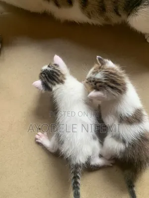 0-1 month Female Mixed Breed Cat