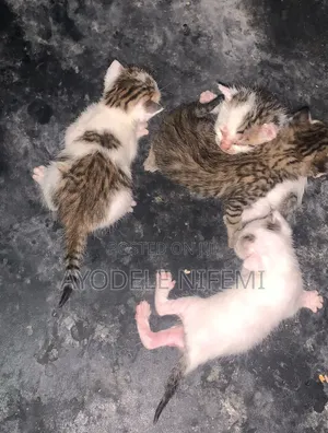 0-1 month Female Mixed Breed Cat