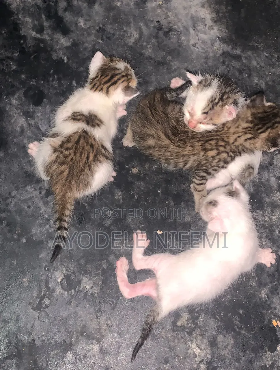 0-1 month Female Mixed Breed Cat