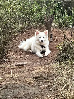 1+ year Female Purebred American Eskimo