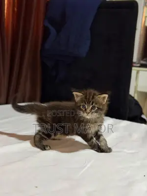 1-3 months Female Purebred Maine Coon
