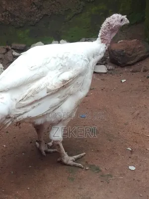 Healthy 4-Month-Old Agric Turkey for Sale-Big and Well Raised.